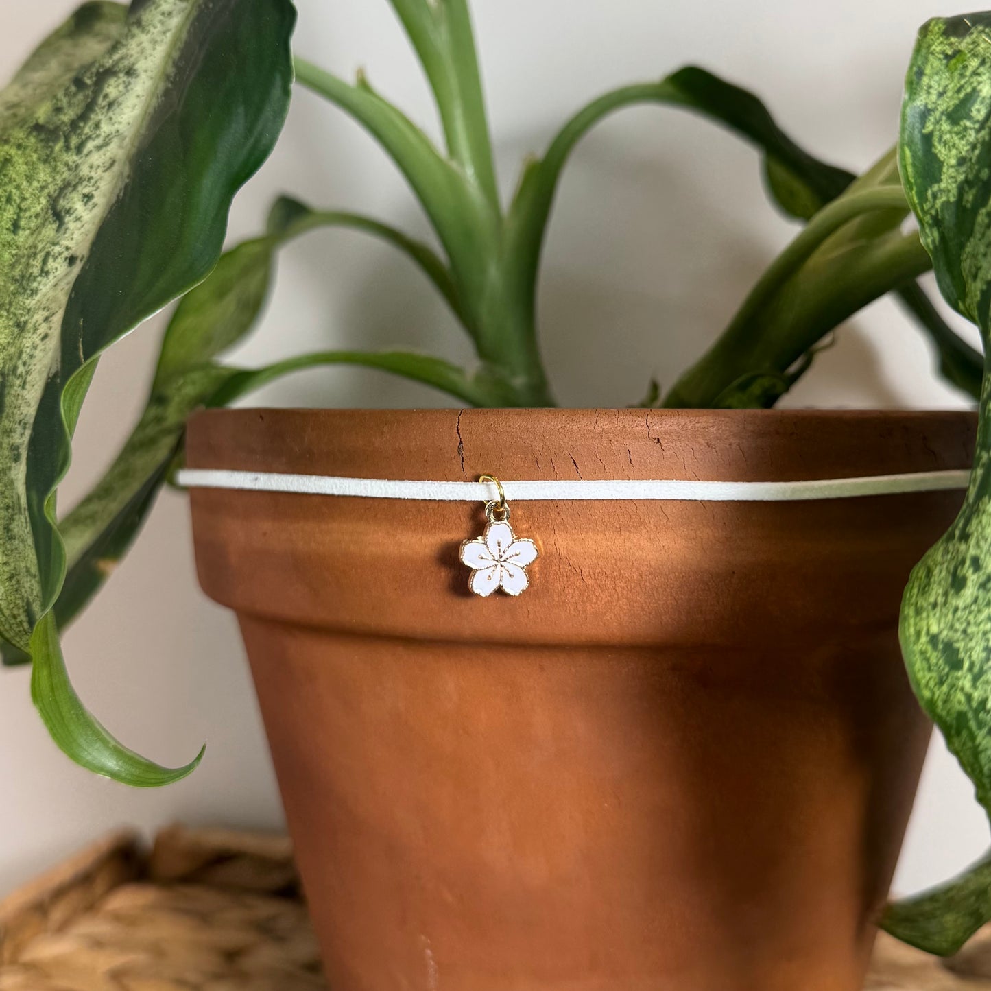 White Hawaiian Flower