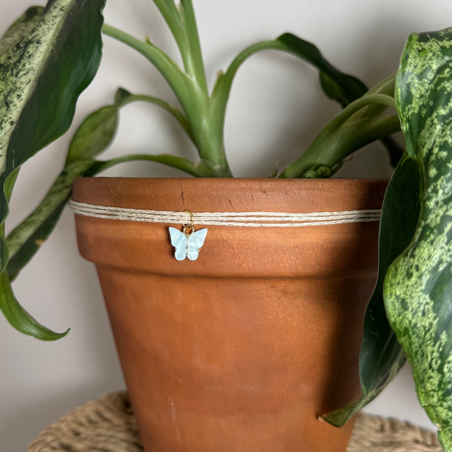 Light Blue Butterfly