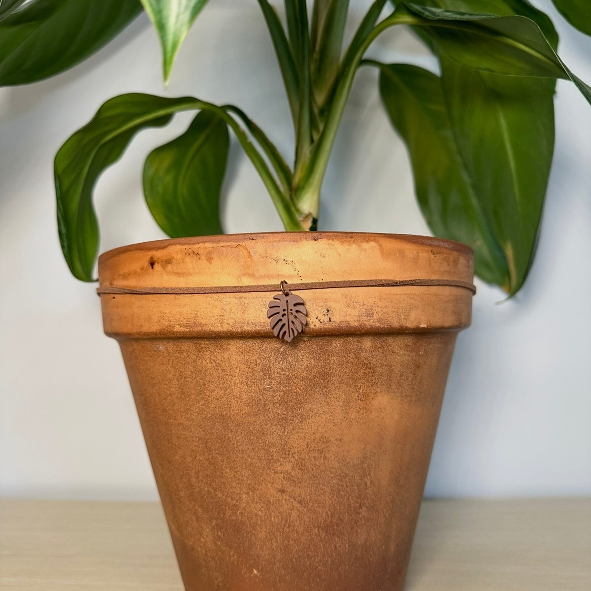 Brown Monstera