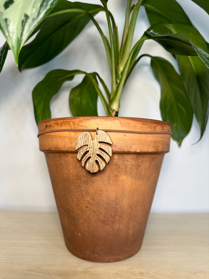 Big Brown Monstera