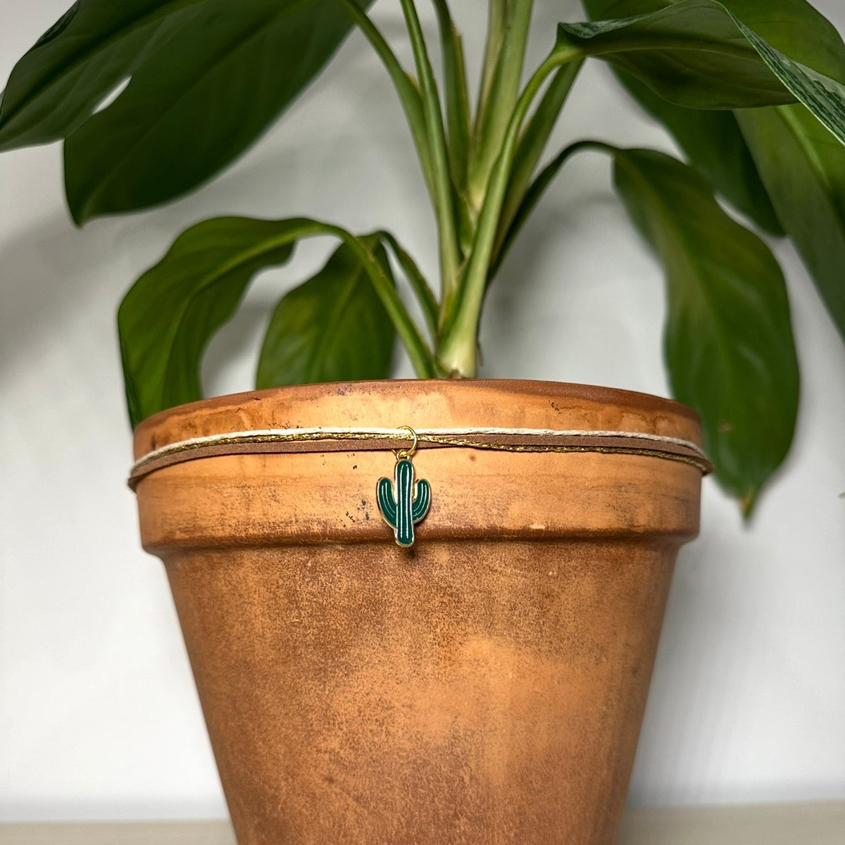 Dark Green Cactus