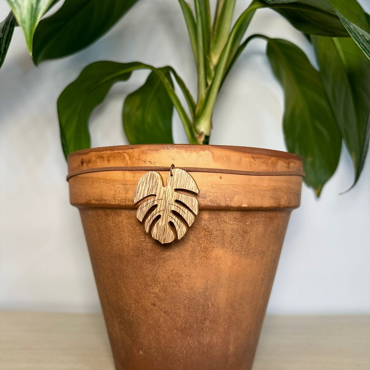 Big Brown Monstera